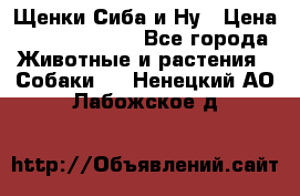 Щенки Сиба и Ну › Цена ­ 35000-85000 - Все города Животные и растения » Собаки   . Ненецкий АО,Лабожское д.